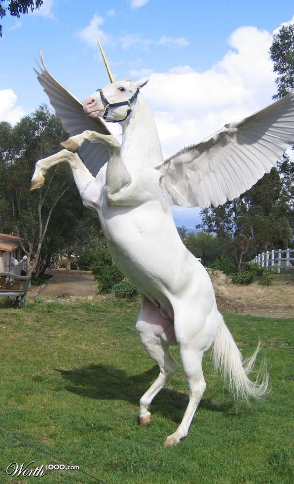Unicorn