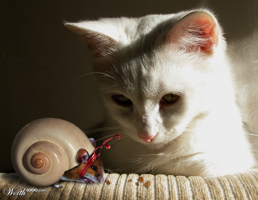 Armoured Mousesnail