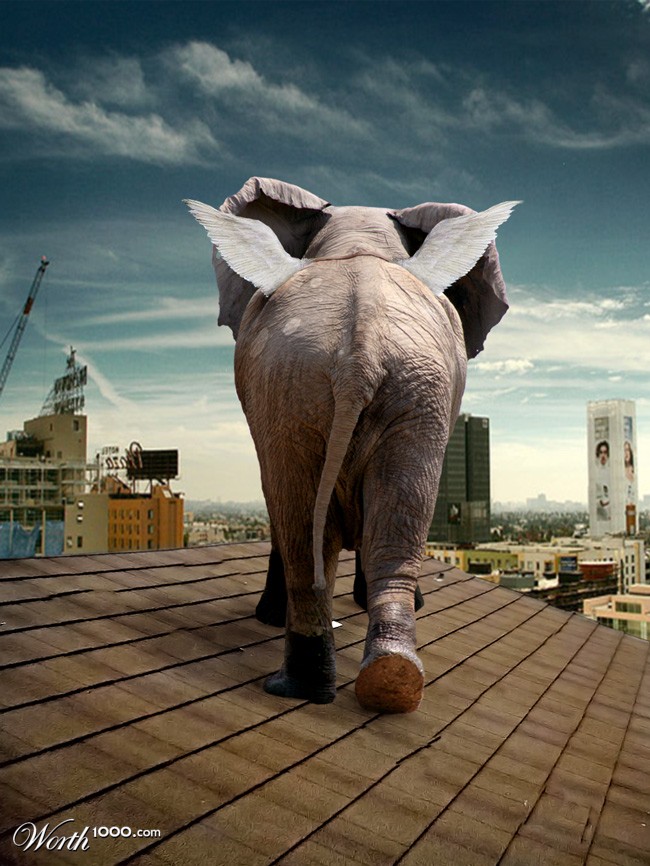 Bird Elephant