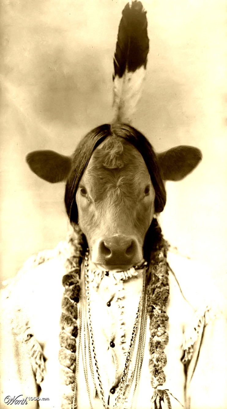 Sitting Cow