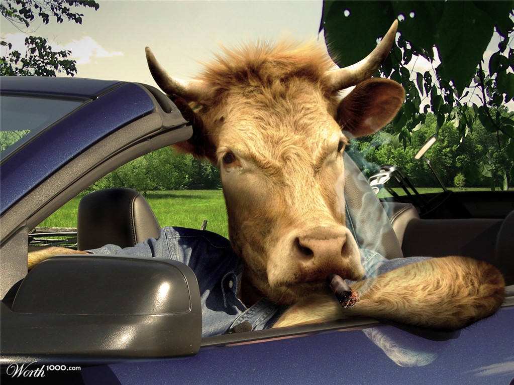 Rich Cow