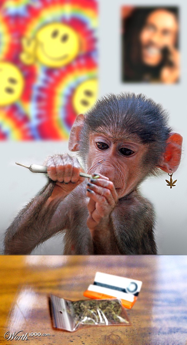Northern Monkey