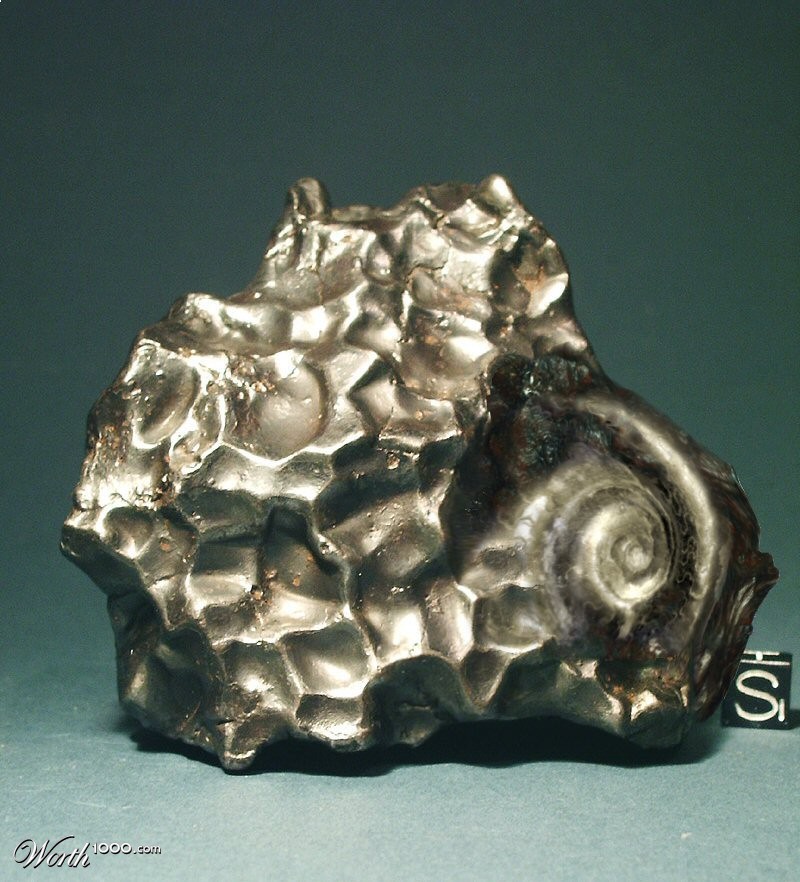 Meteorite Ammonite