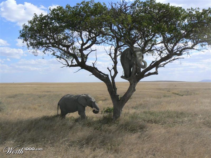 Tree Elephants