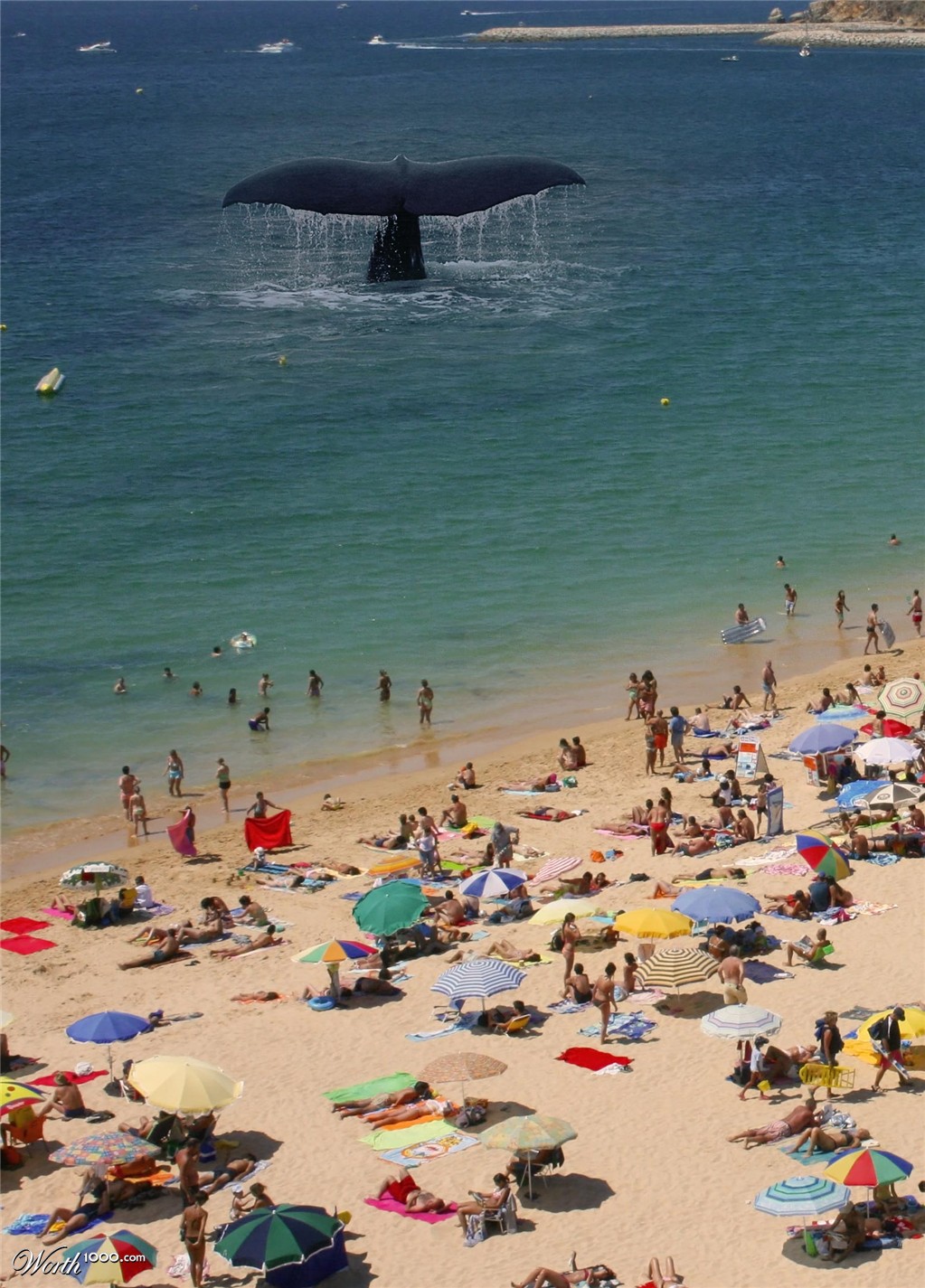 Whale at the beach