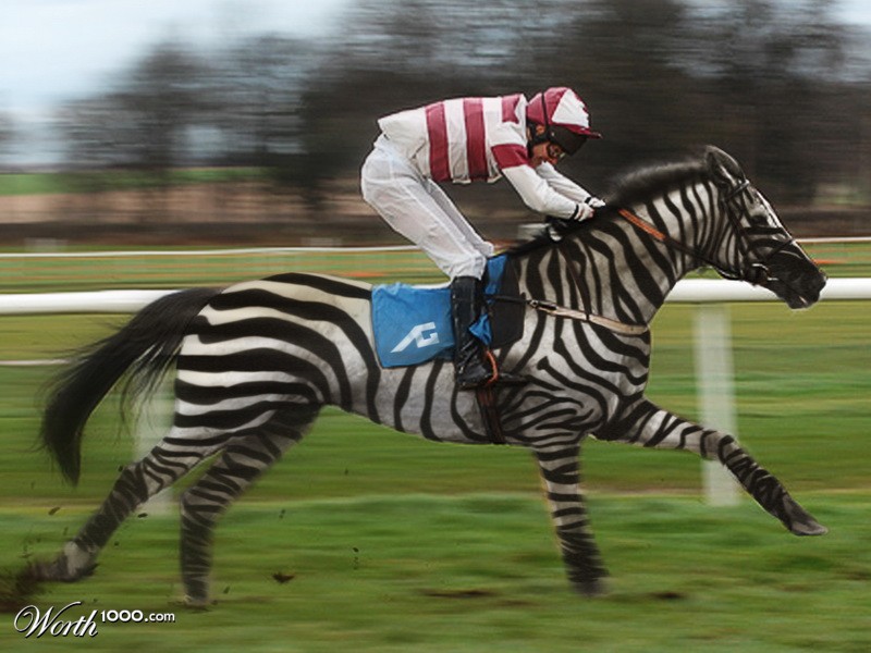 zebra