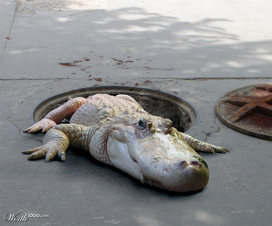 Gators in the Sewer