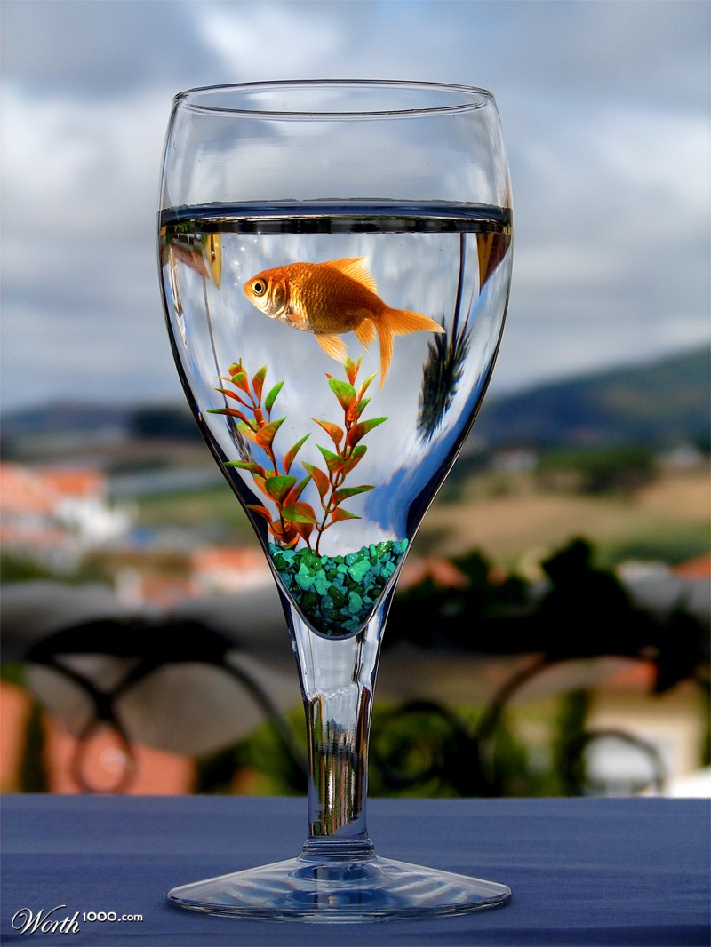 Fish Bowl