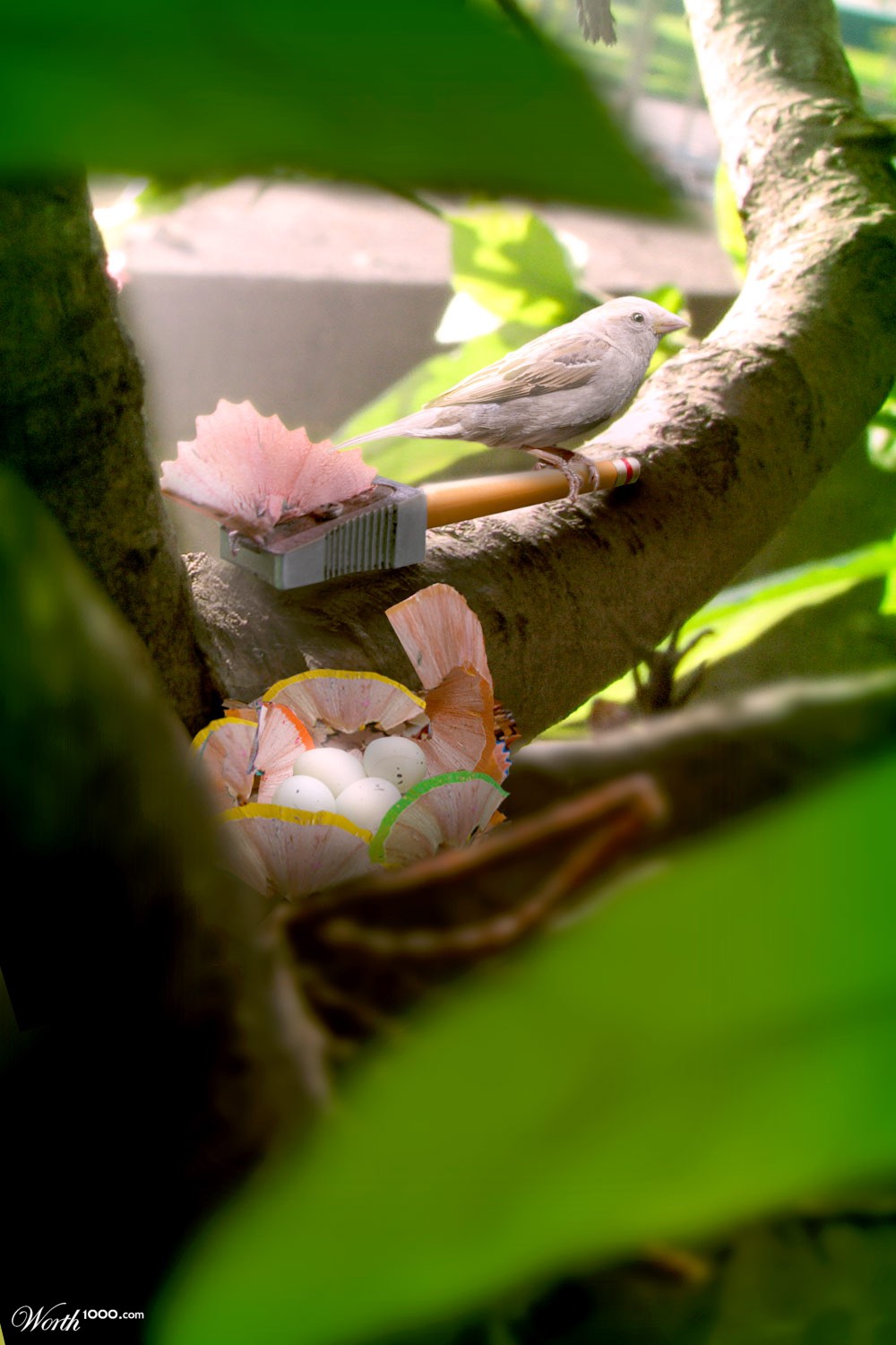 Nest Shavings
