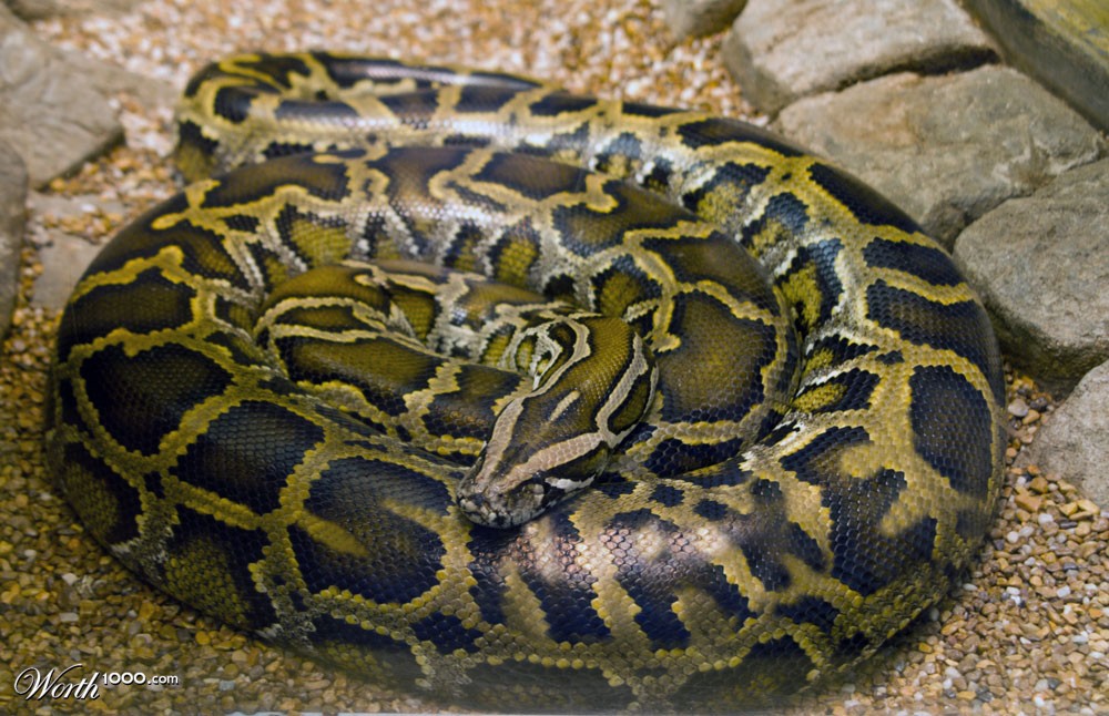 SNAKE!
