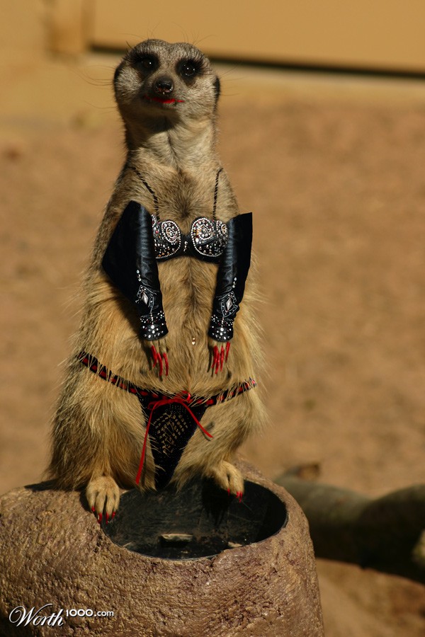Meerkat Stripper