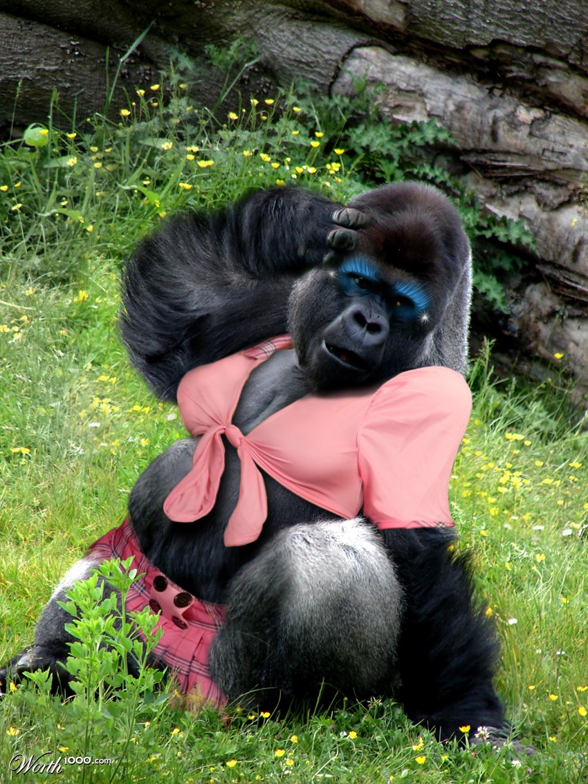 gorilla
