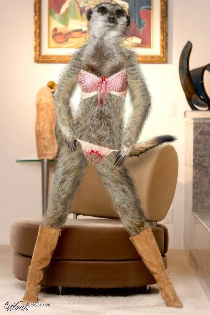 Bikini Meerkat