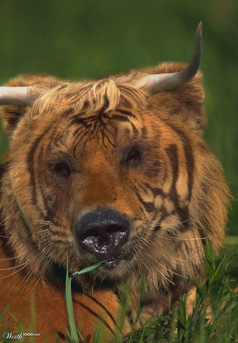 BullBearTiger