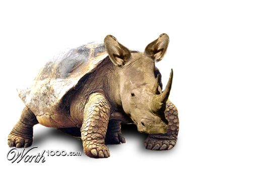 Fruit Tortocerus