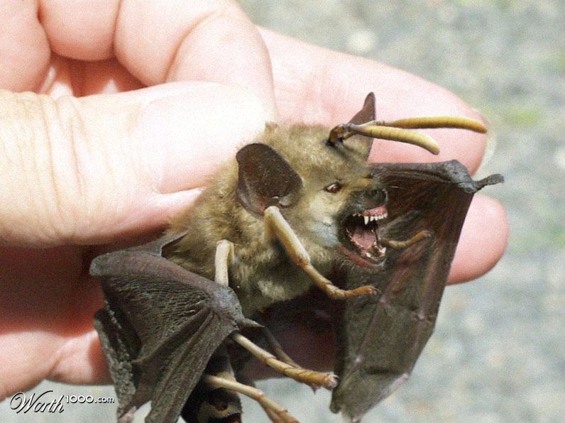 Fierce Creature