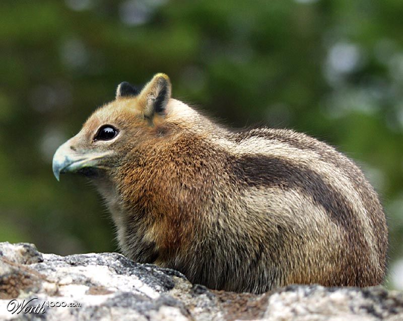 Cheaglefox