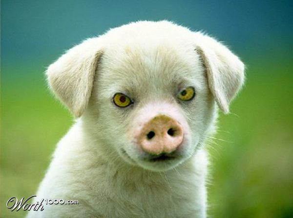 Owl Eyed Pig Puppy