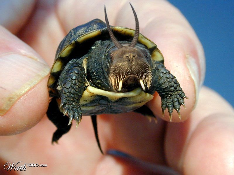 Walantelurtle