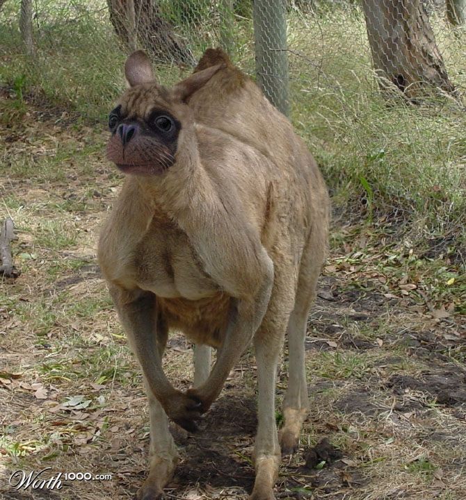 Campugarooseal