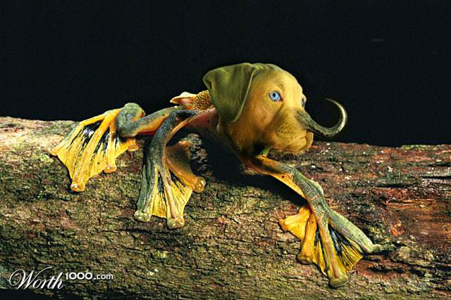Horny-dog-toad