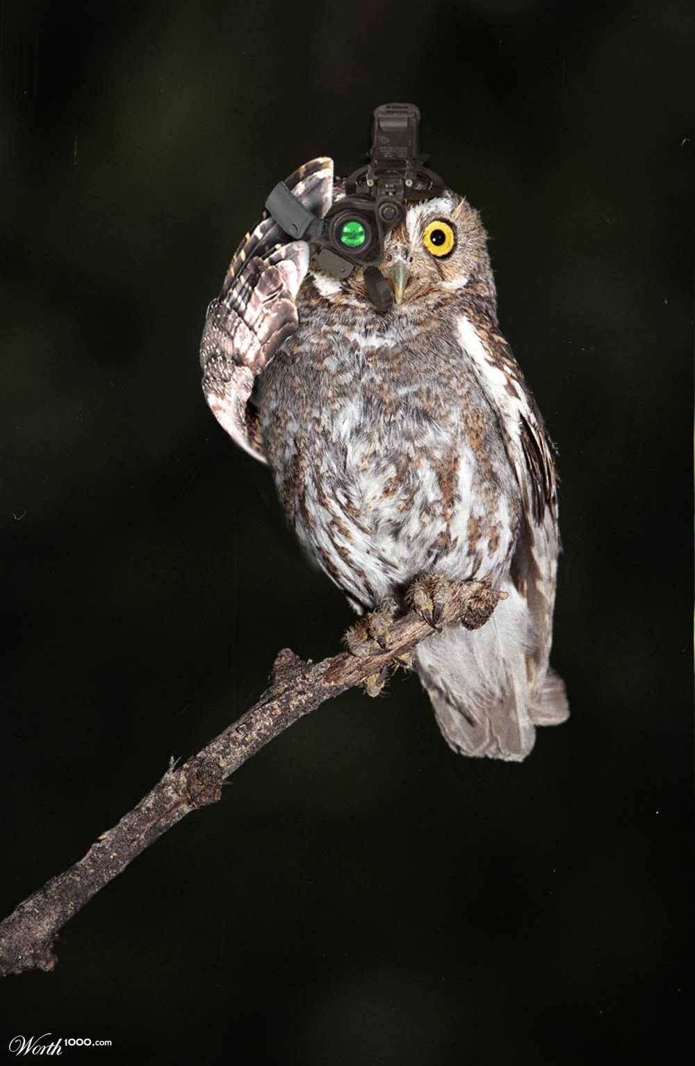Night Vision Owl