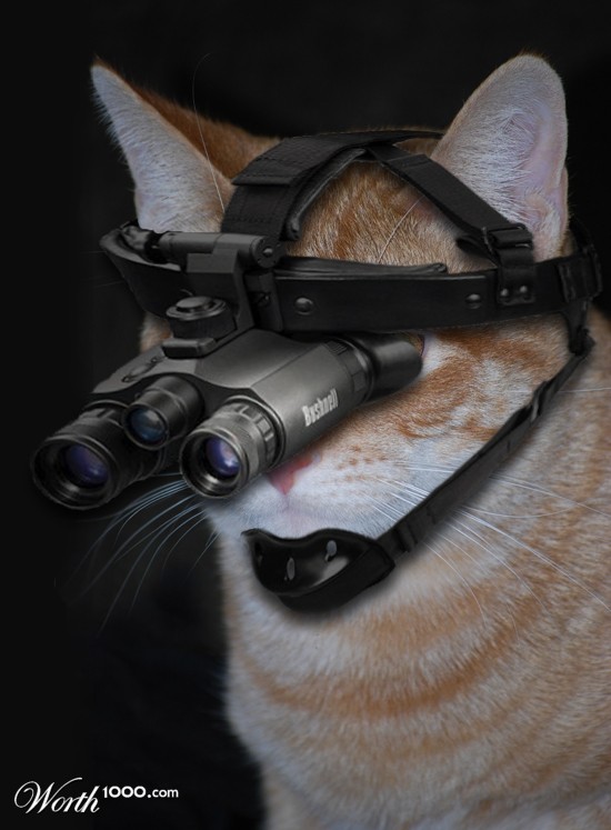 Cats Goggles