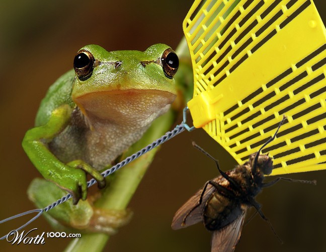 Flyswatter Frog
