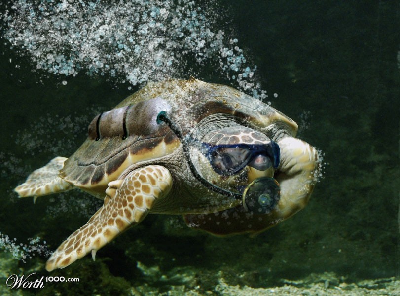 scuba turttle