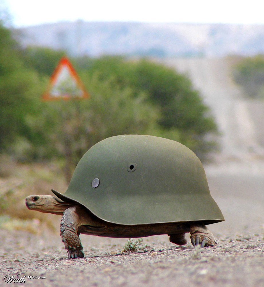 Tortoise