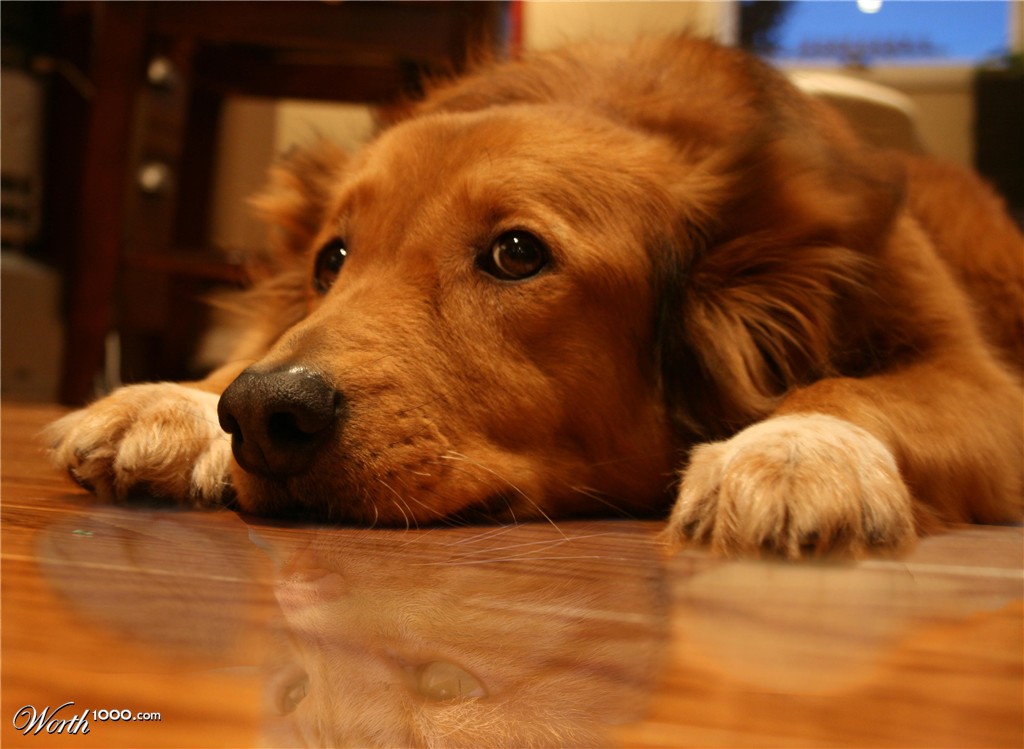 dog reflection