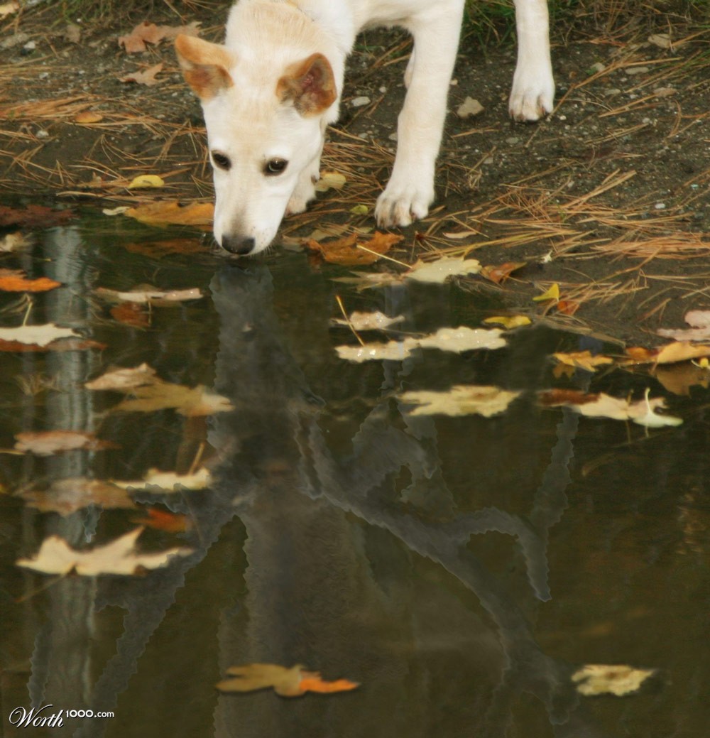 Deer little Doggy