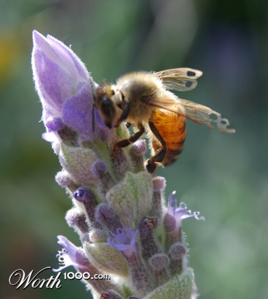 Bee on Flower