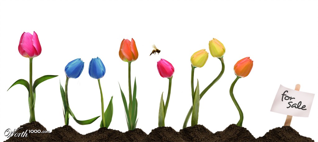 TULIPS