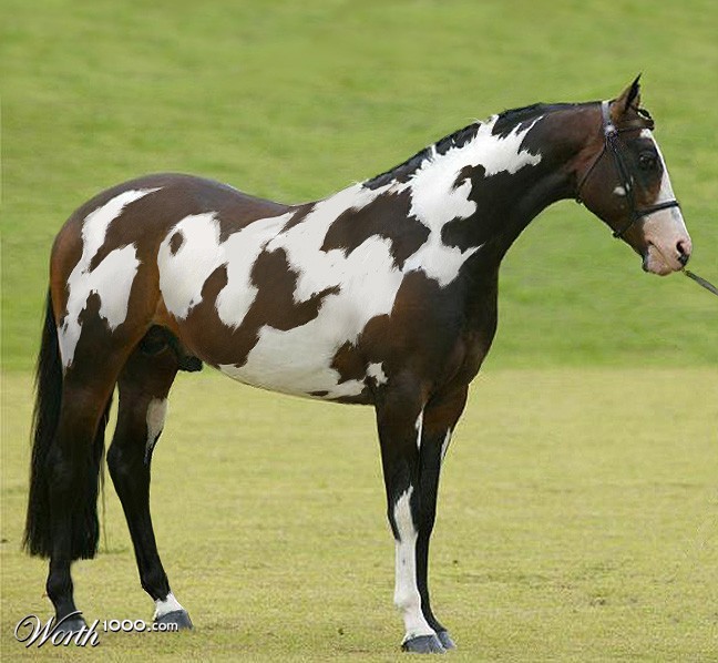 Pinto Horse