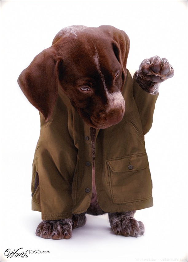 Puppy Columbo