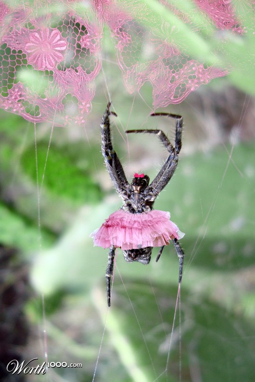 Pretty in Pink