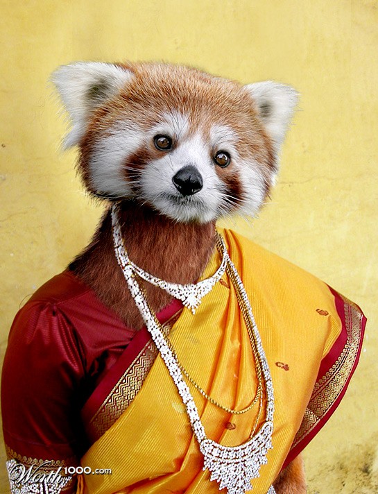 Red Panda