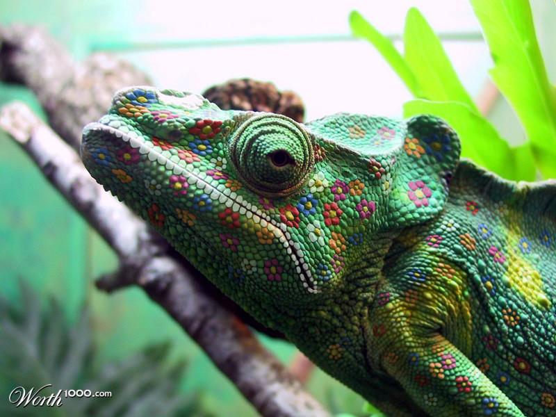 Groovy Chameleon