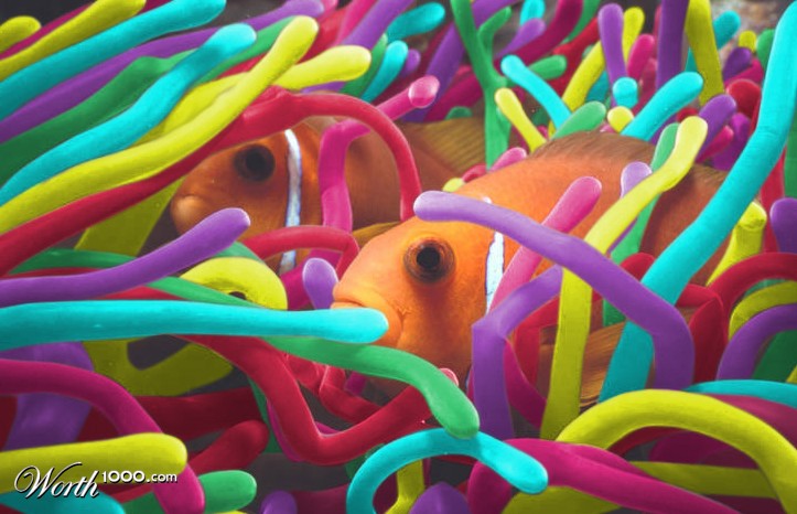clownfish coral