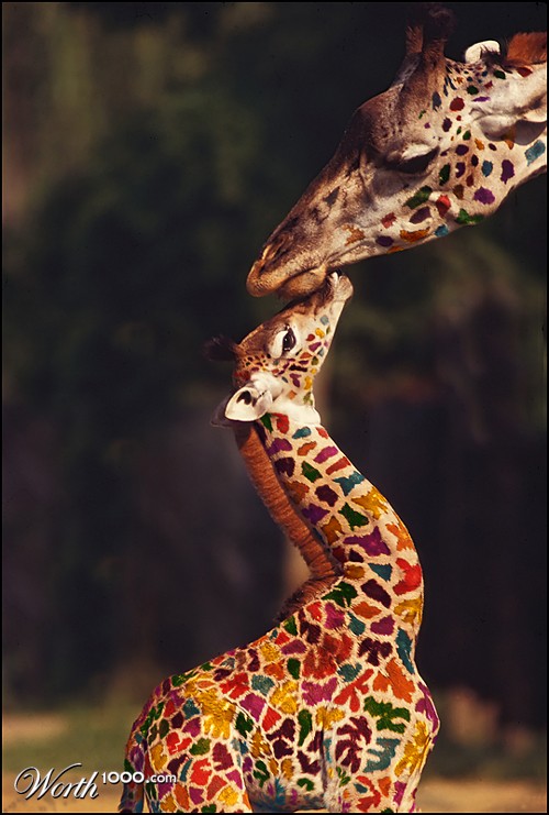 ...and True Love is the Colour of Rainbows.