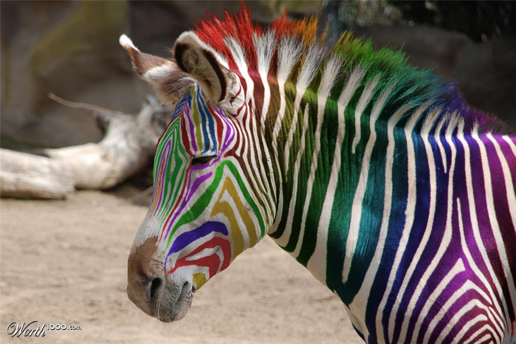 Coloured Zebra :)