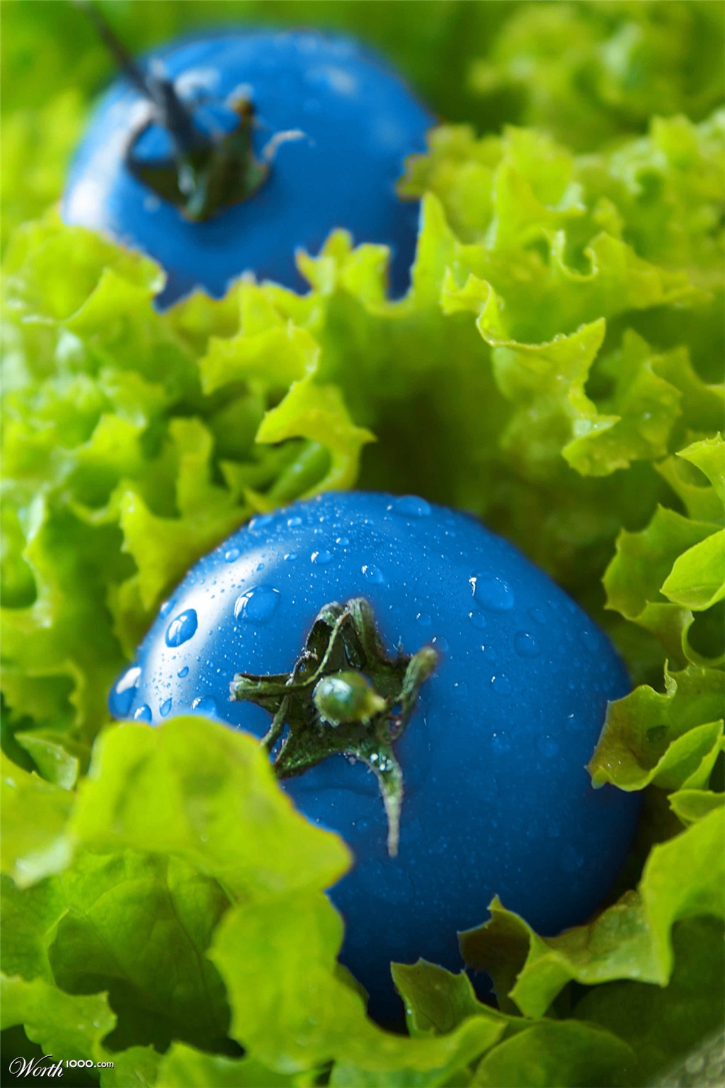 Blue Tomatoes !