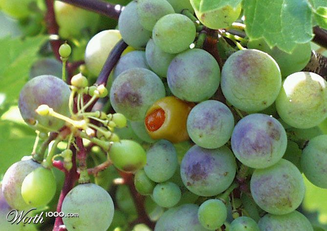 Grapes