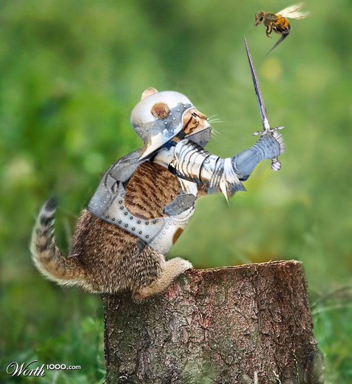 cat