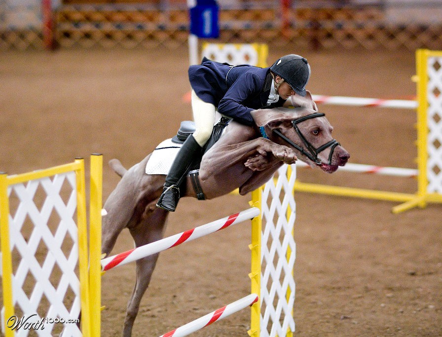 Showjumping