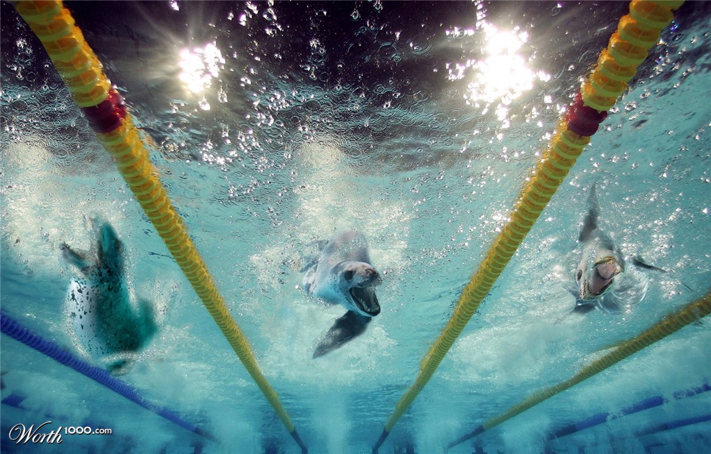 Leopard Seals Medley Relay