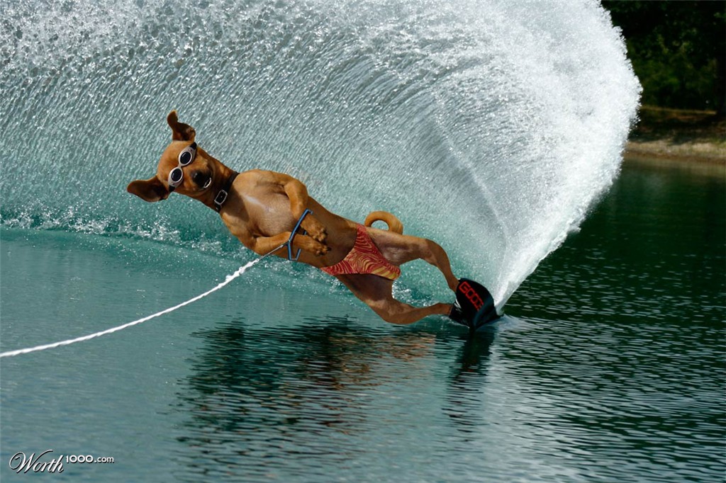 Animal Olympics