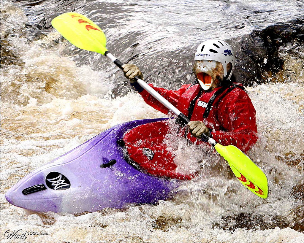 Kayak Monkey