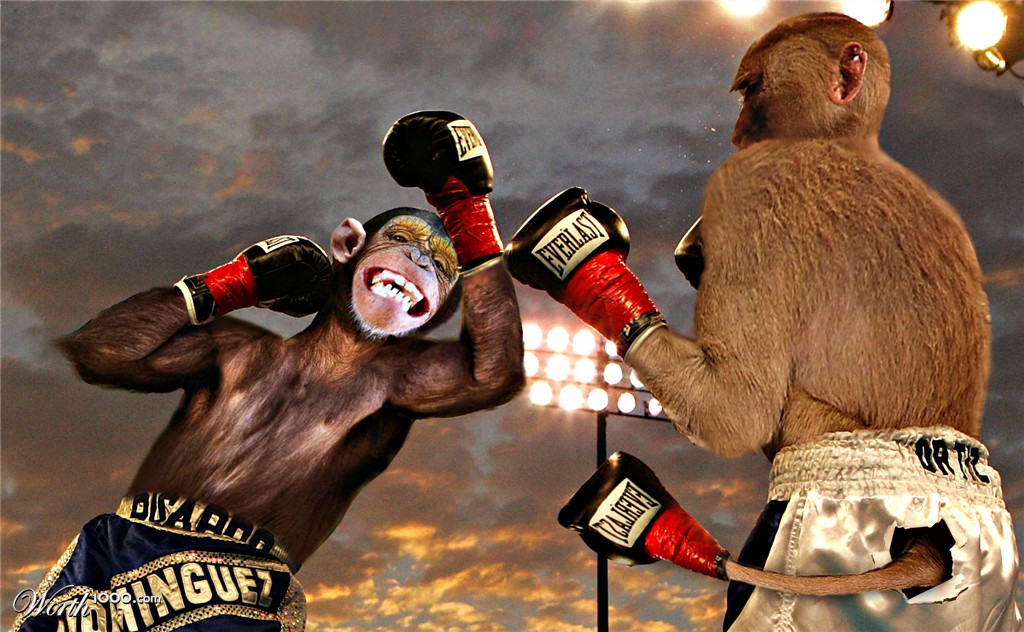 boxing monkeys